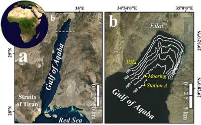 Daily timescale dynamics of planktonic foraminifera shell-size distributions